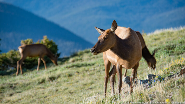 Several elk occupy a green slope; one stands prominently at right while others feed behind.