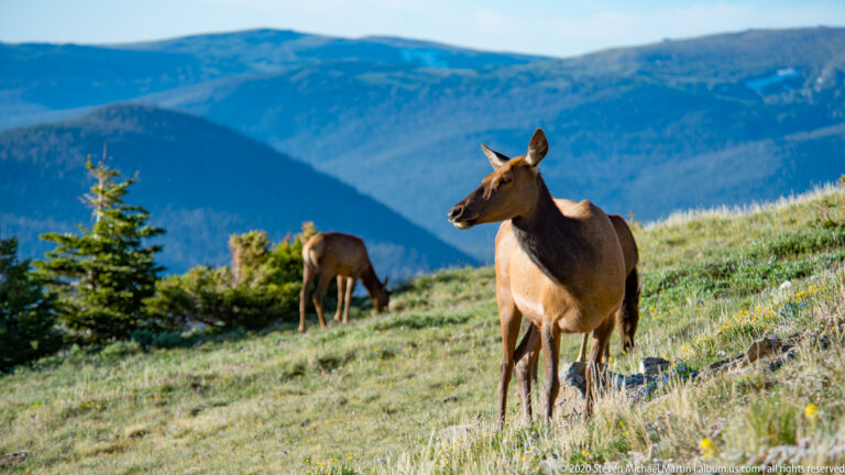 Foreground elk looks left as a second grazes beneath layered blue mountain ridges.