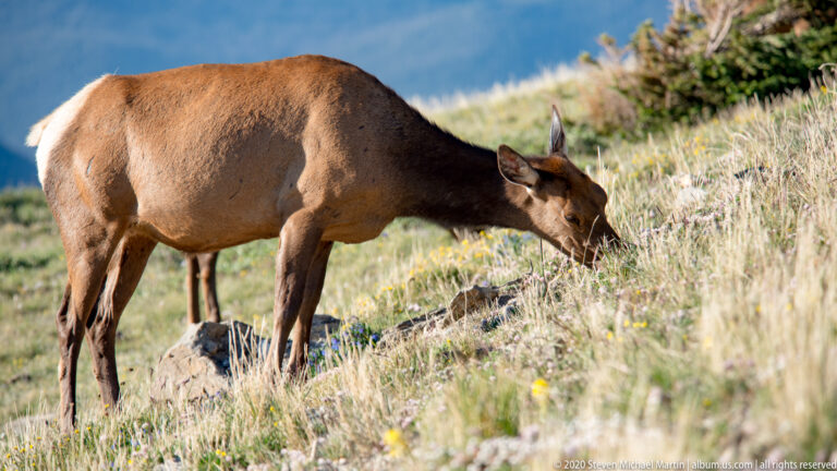 Adult elk lowers its head to graze among grasses and yellow flowers.