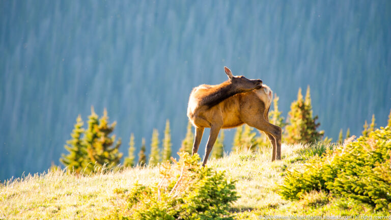 Elk stands side-on on a bright ridge and looks back above young evergreens.