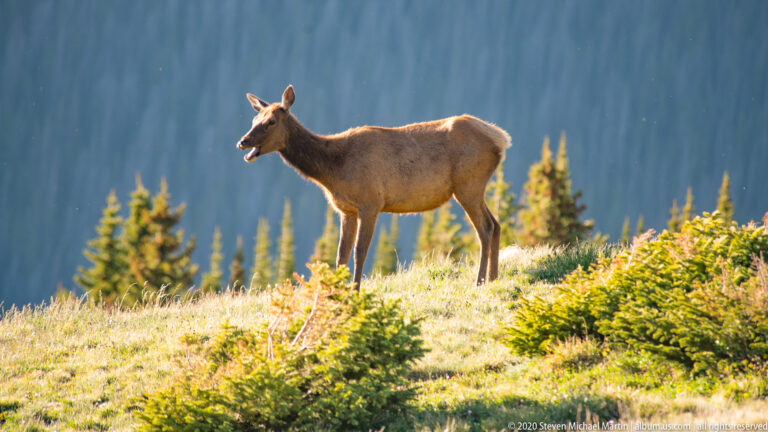 Solitary elk stands side-on above young conifers, with blue forested slopes behind.