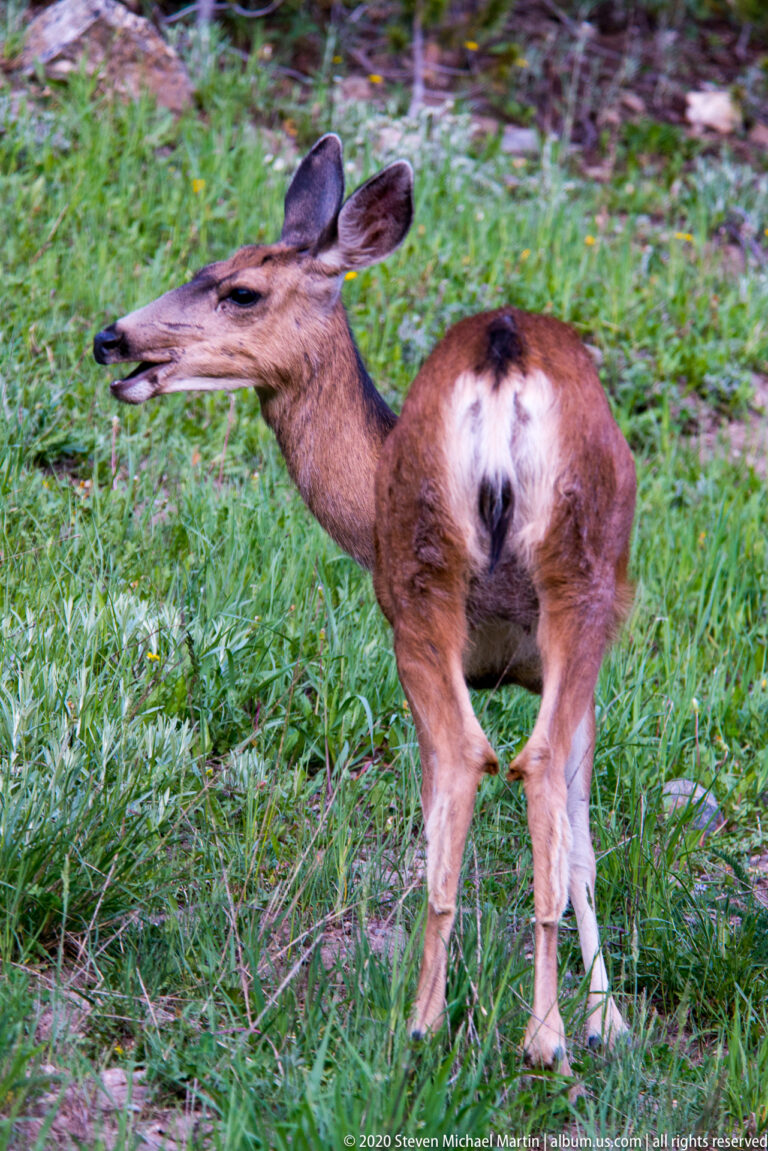 A cow elk stands in thick green meadow grass, looking left with her pale rump patch visible.