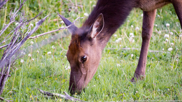 An elk grazes in a flowered meadow, its head lowered among tall green stems.