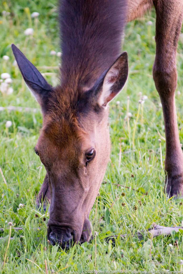 An elk lowers its muzzle to graze, with its eye and broad ears visible above the grass.