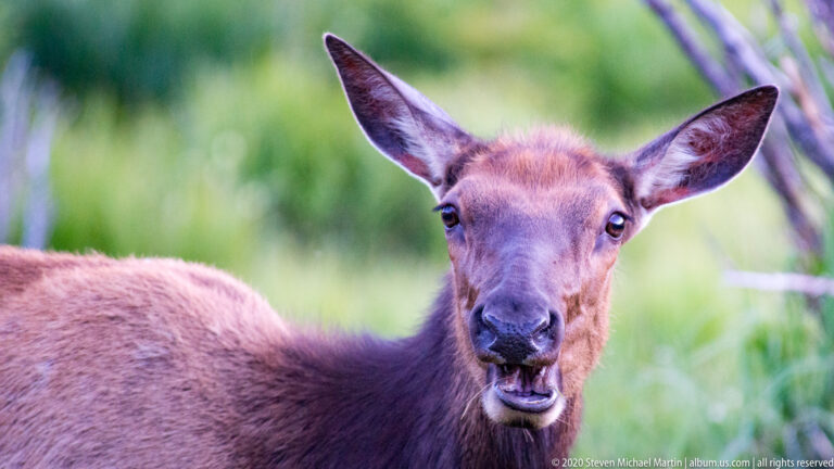 A young elk faces the camera with ears held wide against a blurred green meadow.