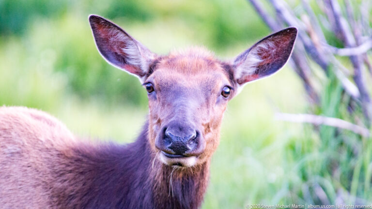 A young antlerless elk looks forward in a close portrait among meadow plants.