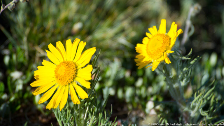 Two bright yellow daisy-like flowers grow among narrow leaves against a dark blurred background.