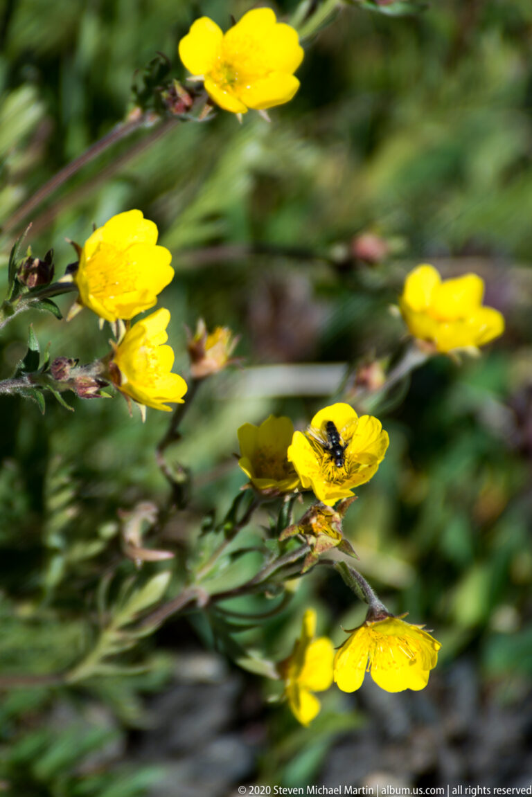 A dark insect rests on a yellow flower among green meadow stems. in the alpine landscape.