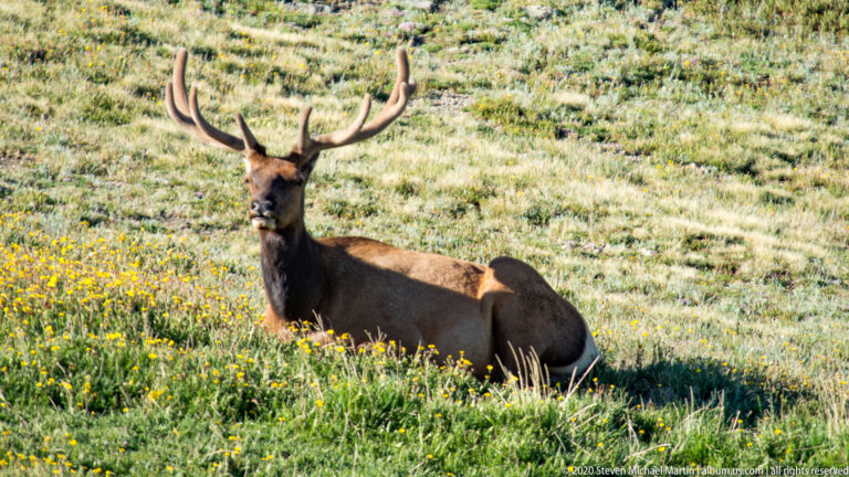 A bull elk rests among yellow meadow flowers, looking toward the camera. in the alpine landscape.