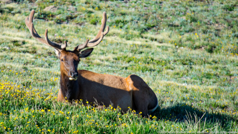 A seated bull elk turns its head among small yellow meadow flowers. in the alpine landscape.