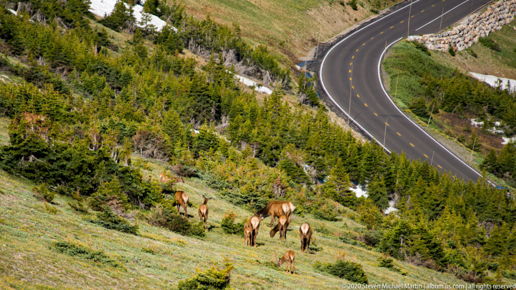 A small group of elk grazes on a slope below a winding mountain road. in the alpine landscape.
