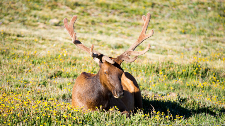 A bull elk with broad antlers rests among yellow flowers and green grass. in the alpine landscape.