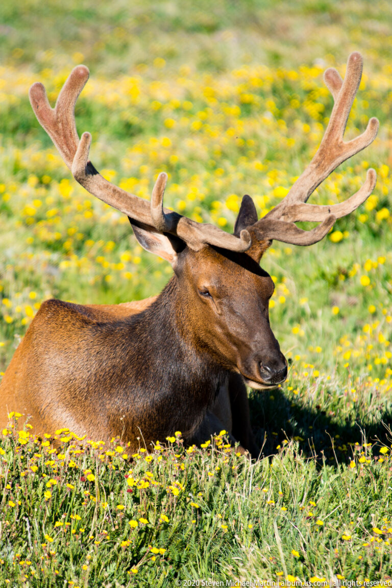 A resting bull elk turns its head among yellow meadow flowers. in the alpine landscape.