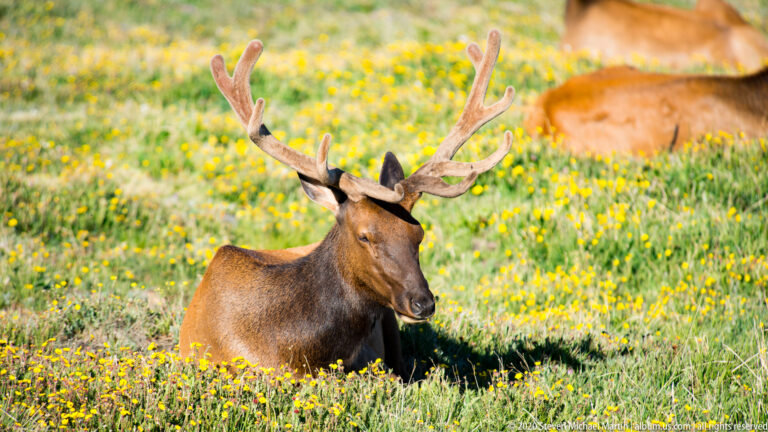 A bull elk rests in yellow flowers while another elk is partly visible behind it. in the alpine landscape.