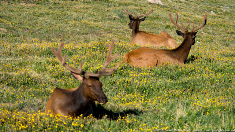 Three elk rest among yellow wildflowers on a sloping alpine meadow. in the alpine landscape.