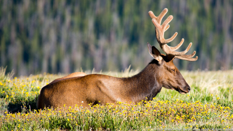 A resting bull elk lies in profile among yellow flowers with forest blurred behind. in the alpine landscape.
