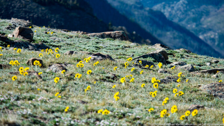 Yellow flowers spread across a cool alpine meadow with rocks and a blurred mountain behind. in the alpine landscape.