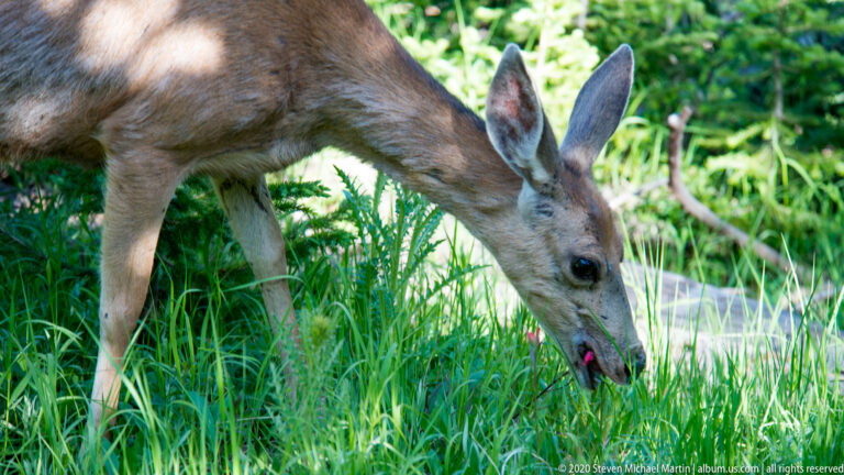 A mule deer lowers her muzzle to feed among tall green grass and leafy plants.