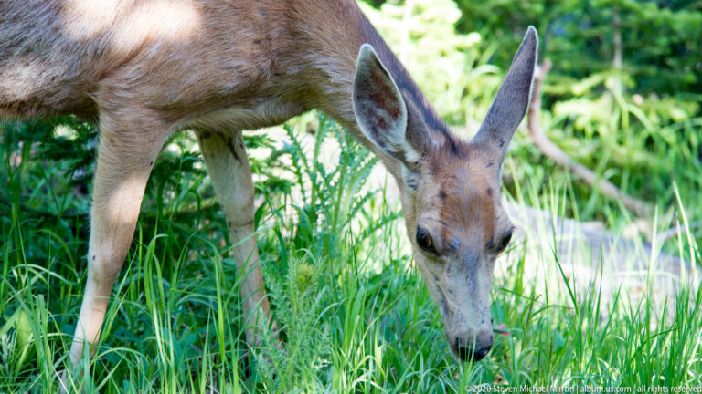 A mule deer browses with her nose in tall grass, her large ears framing the close view.