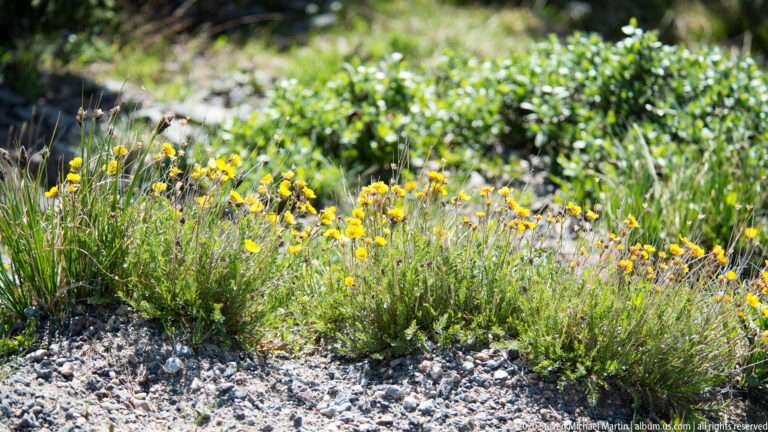Small yellow flowers and grasses grow among pale gravel on an alpine slope.