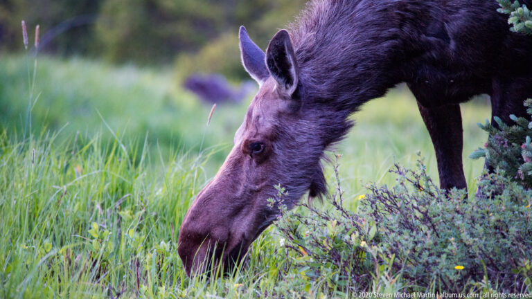 A cow moose lowers her long muzzle to graze among green meadow plants.