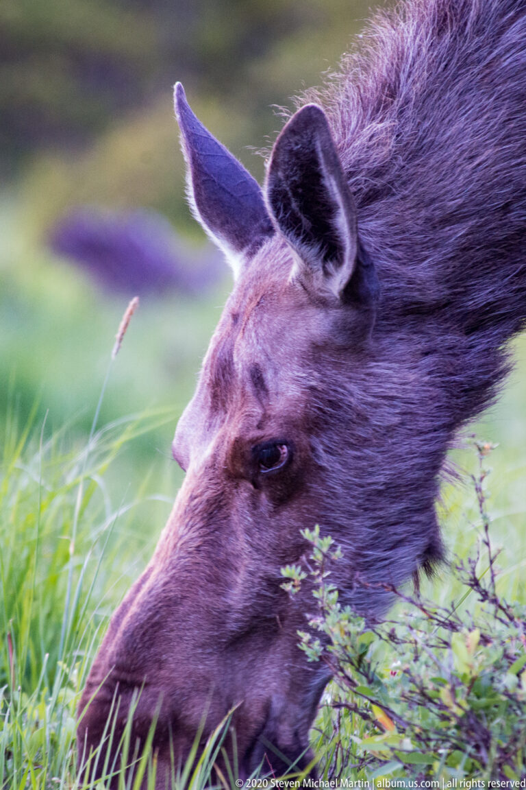 A moose reaches down to browse, showing her long muzzle and large ear in profile.