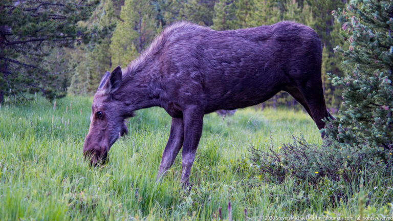A cow moose grazes in a green clearing bordered by shrubs and conifers.