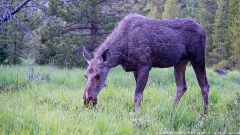 A cow moose stands in tall grass with her head lowered to feed before conifers.