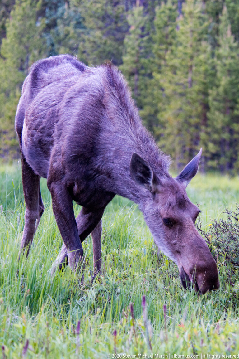 A moose reaches forward to browse, stepping through an alpine grassy clearing.
