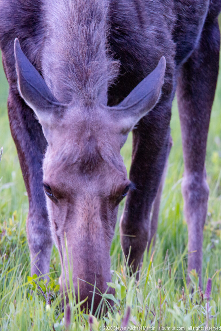 A moose grazes with her muzzle in grass and ears spread above purple flowers.