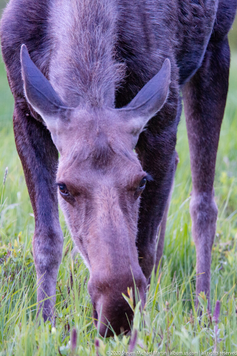 A close-up shows a moose grazing with her muzzle among green leaves and ears extended.