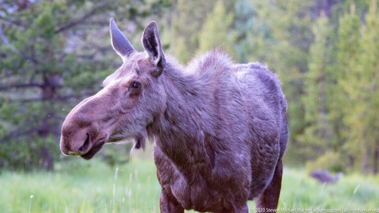 A cow moose pauses with ears raised in a green clearing before blurred trees.