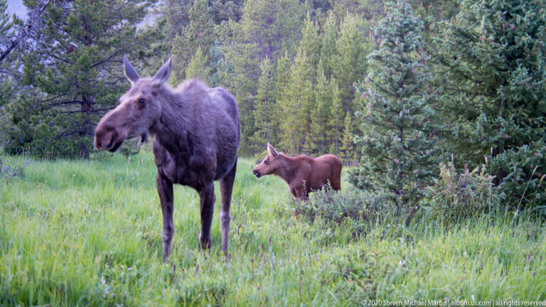 A large cow moose stands beside a smaller calf in a grassy forest clearing.