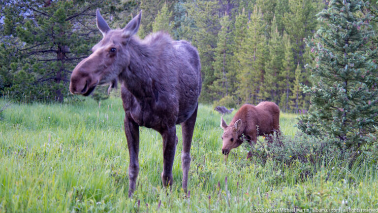 A cow moose stands beside her smaller calf, which grazes in meadow grass.