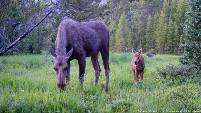 A cow moose grazes while her smaller calf stands behind her in tall grass.