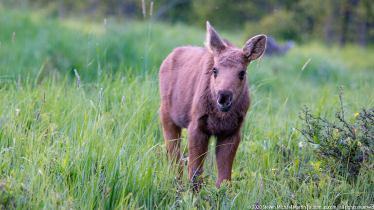 A reddish moose calf faces the camera with upright ears in tall meadow grass.