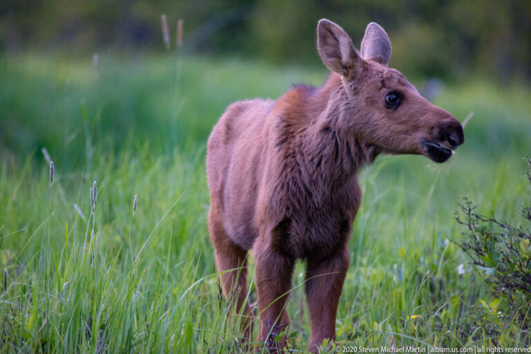 A young moose looks right in profile, its head and upper body above meadow grass.