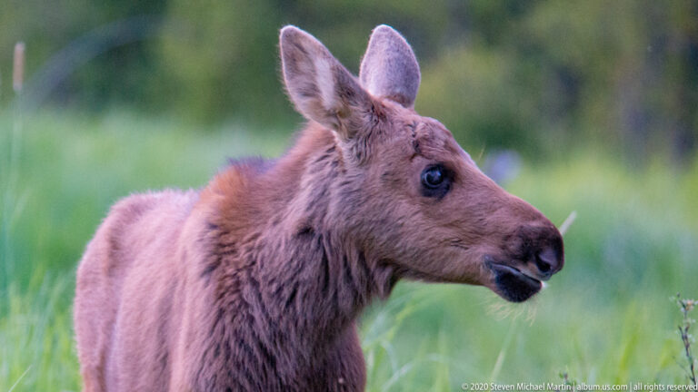 A close portrait shows a young moose calf looking right with both ears raised.