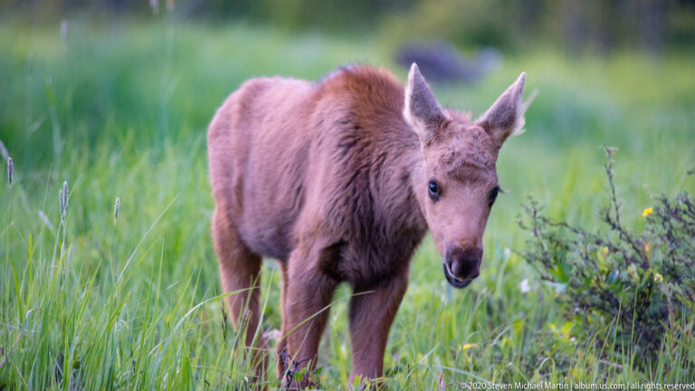 A young moose calf lowers its head to browse among tall meadow plants.
