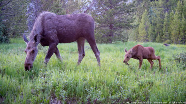 Adult moose and brown calf graze separately in tall grass before a dense conifer forest.