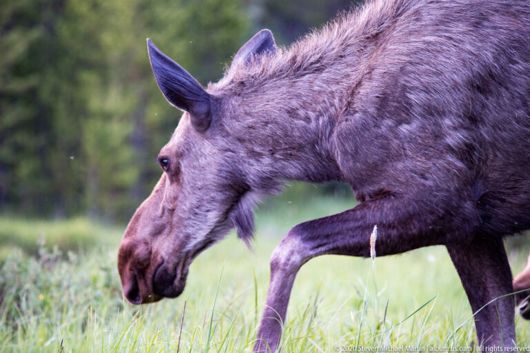 Close side view of a moose lowering its long muzzle through grass, one foreleg extended.