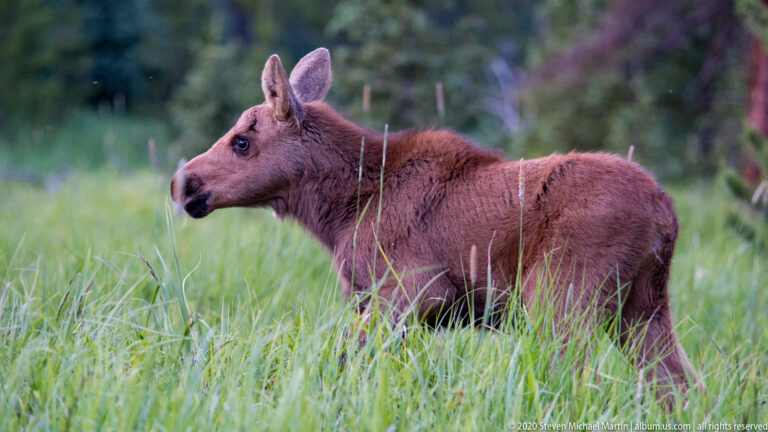 Young reddish-brown moose stands facing left in tall grass with woodland behind it.