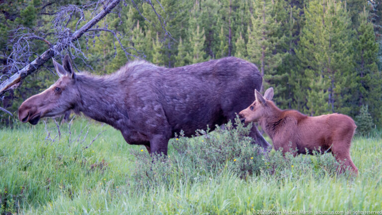 Adult moose stands beside a smaller calf among shrubs and grass at a forest edge.