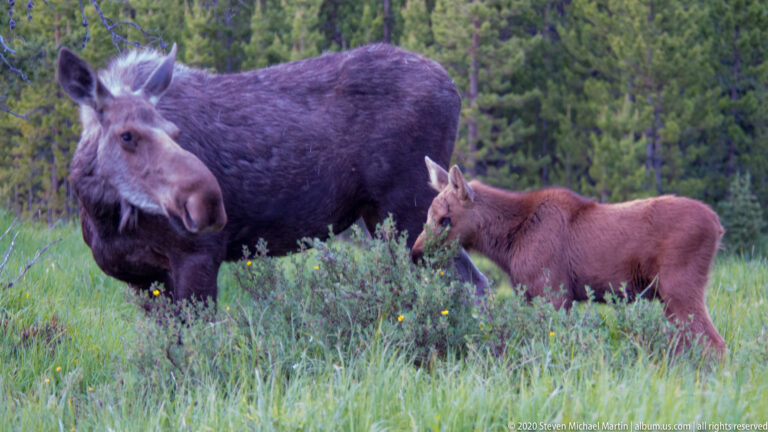 A cow moose faces partly forward beside her calf amid meadow grass and yellow flowers.