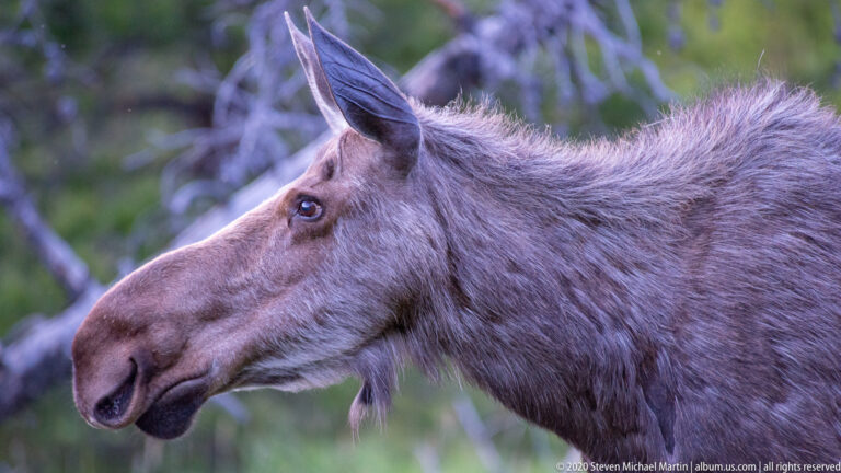 Close left-facing moose head with long muzzle and large ear against blurred woodland.
