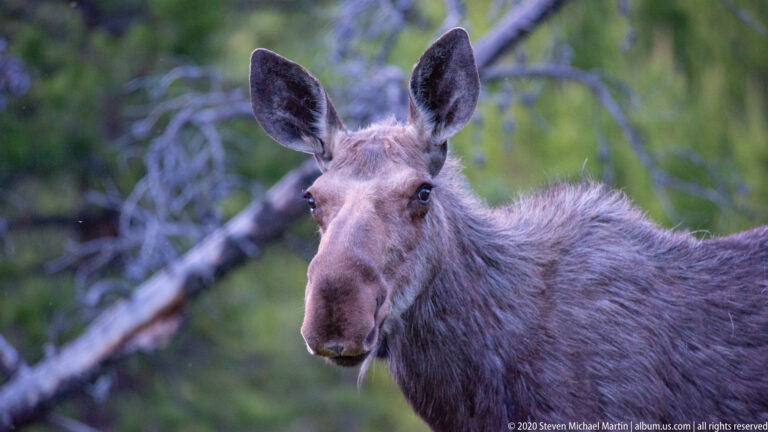 Frontal cow moose with upright ears and broad muzzle against softly blurred woodland.