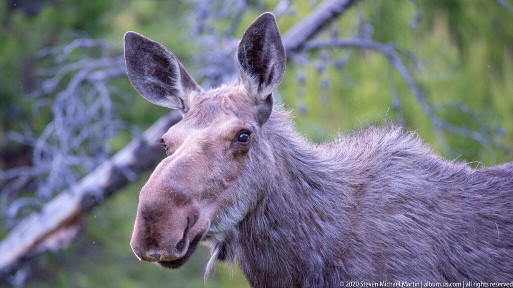 Moose