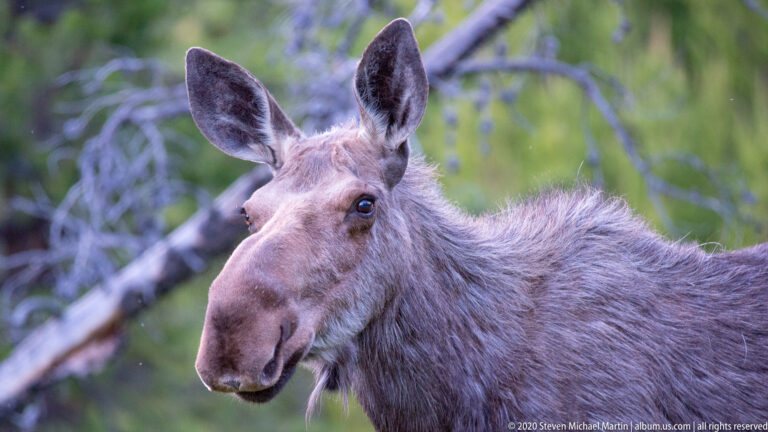 Moose turns its head toward the viewer while its body angles away among blurred branches.