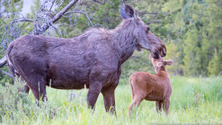 Adult moose lowers her muzzle toward a calf standing beneath her neck in meadow grass.