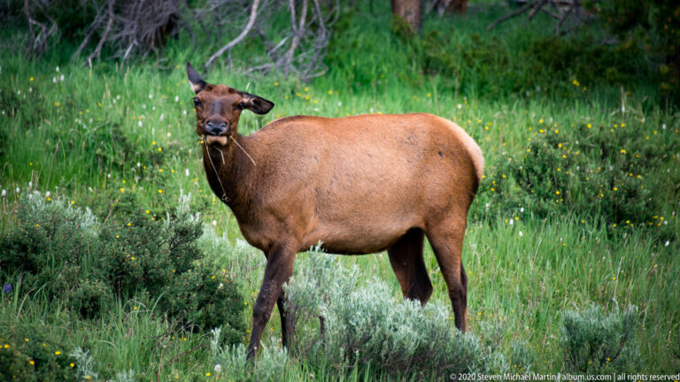 A cow elk stands in green meadow grass with small yellow flowers and trees behind her.